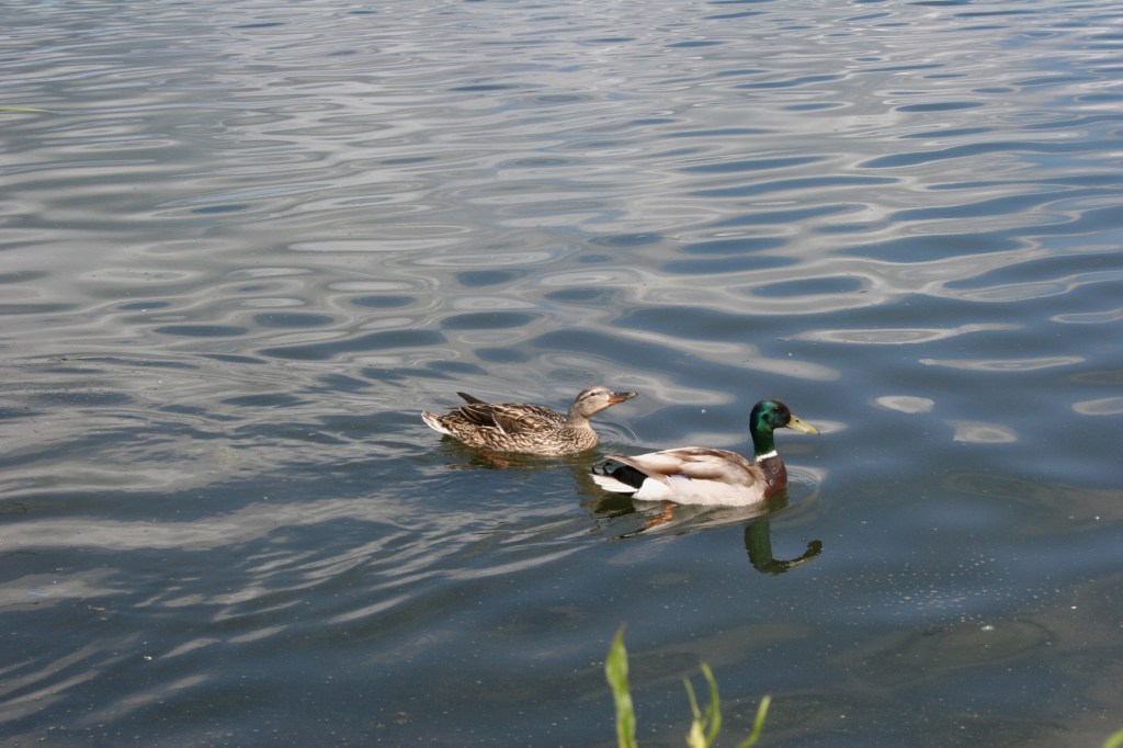 Ducks on Lake Agnes 4