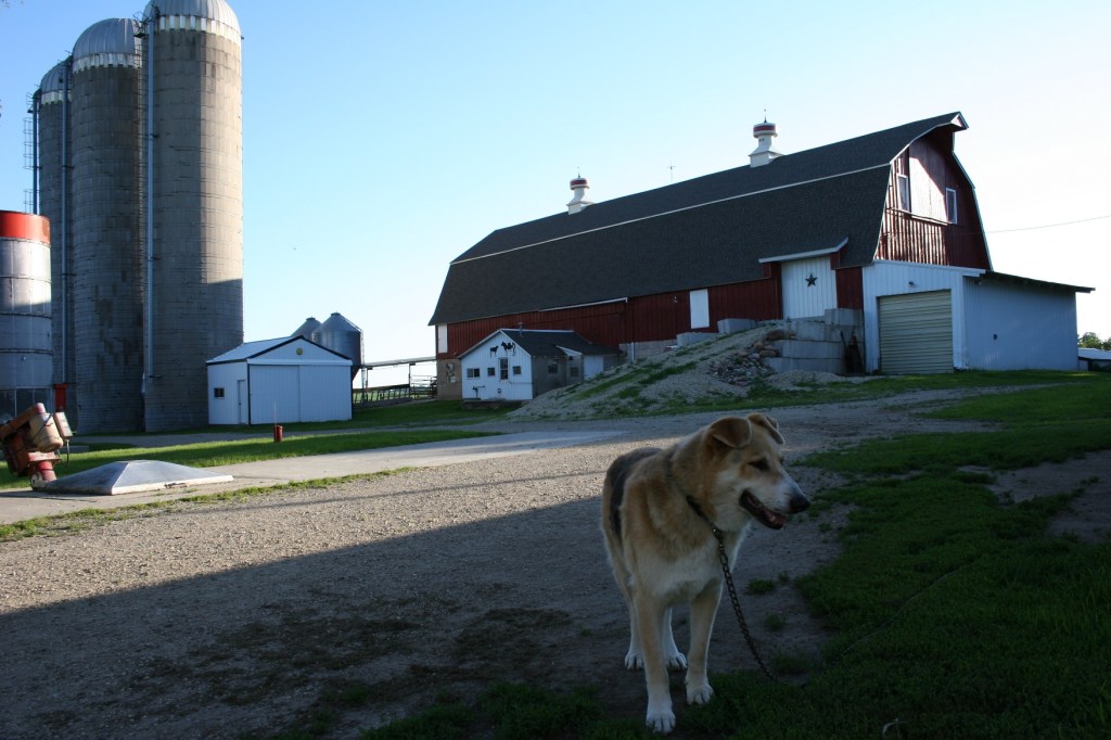 Farm dog 1