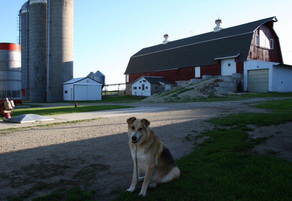Farm dog 2