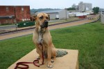 Riverfront Park, dog&nbsp;2