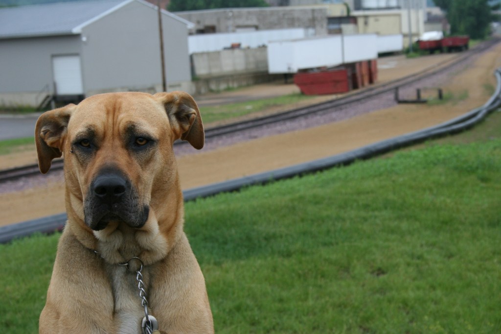 Riverfront Park, dog 3