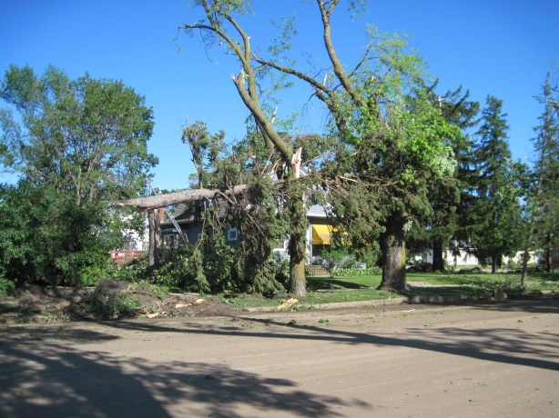 Belview, broken trees 1