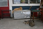 Hopefull Treasures, 2&nbsp;cats