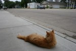 Hopefull Treasures, orange cat looking down&nbsp;street