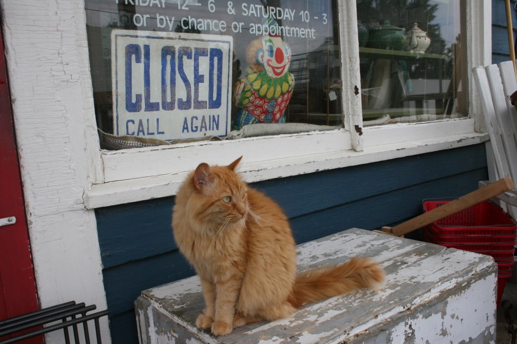 Hopefull Treasures, orange cat