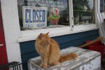 Hopefull Treasures, orange&nbsp;cat