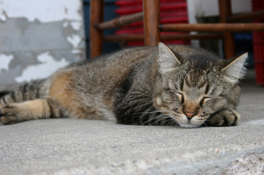 Hopefull Treasures, tabby close-up