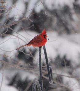 December photos 20100016