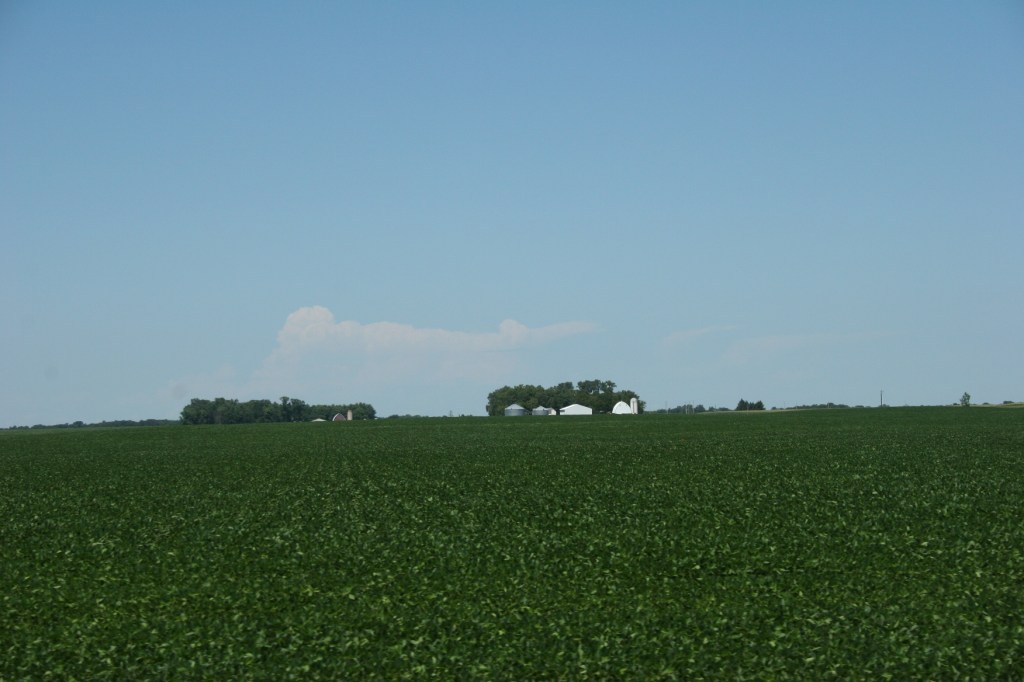 Farm- bean field