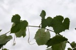 iisland grape leaves