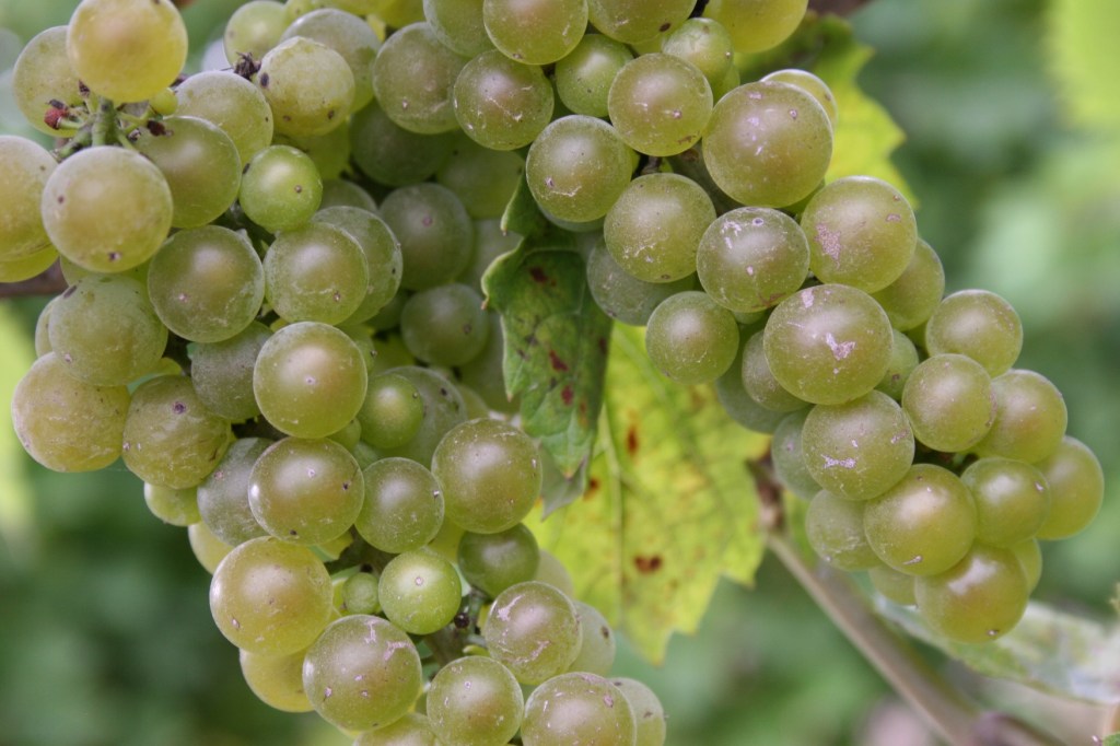 iisland green grapes
