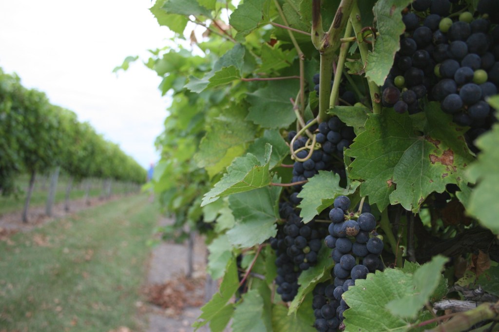 iisland purple clusters