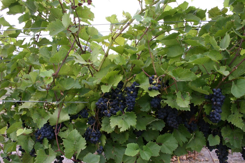 iisland purple grape mass