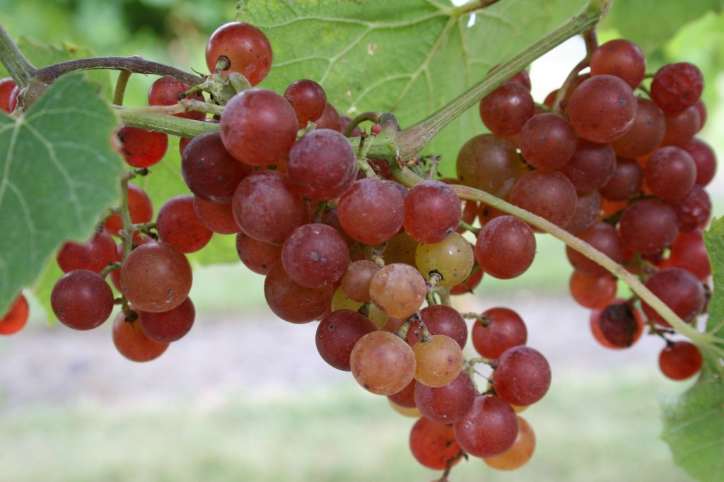iisland red grapes