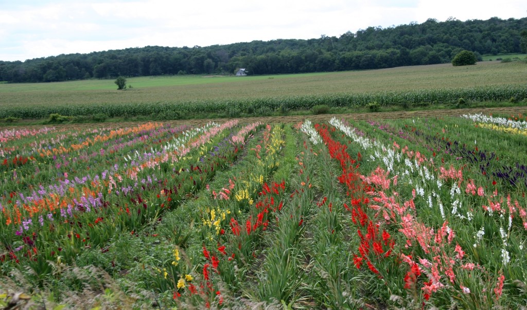 St.Charles, glad close-up