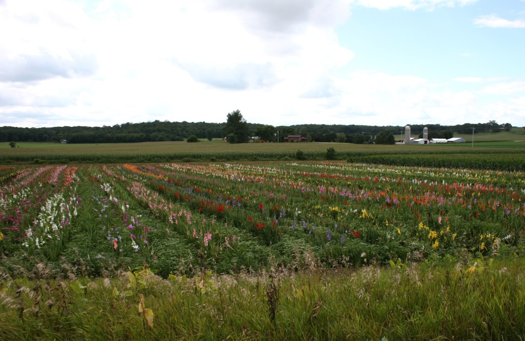 St.Charles, glad field