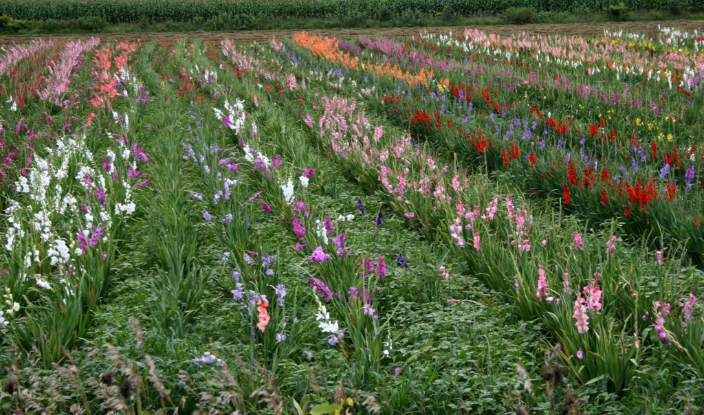 St.Charles, gladiolus close