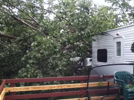 tree between Dan & Marilyns camper