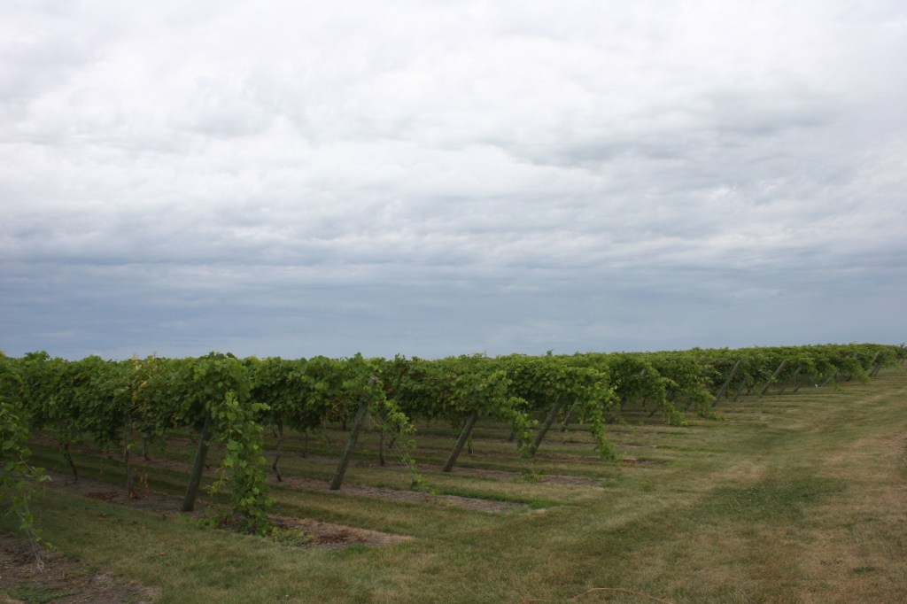 vineyard