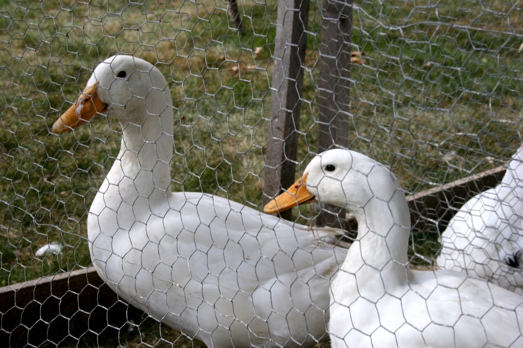 German, geese