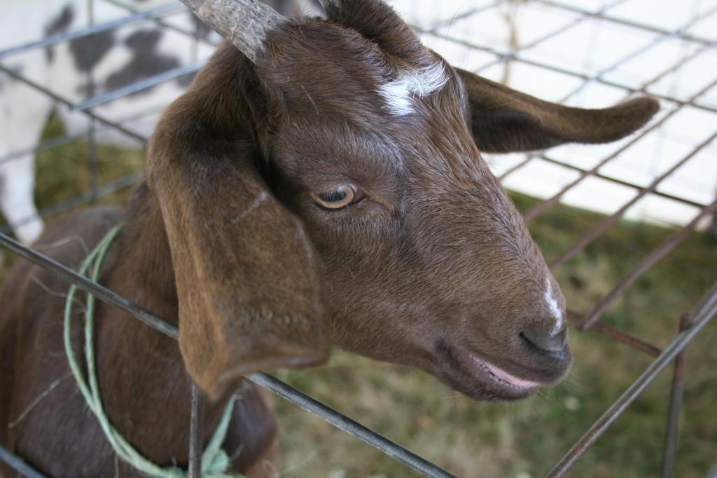German, goat in pen