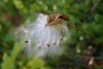 Big Woods, milkweed