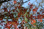 Big Woods, red&nbsp;leaves