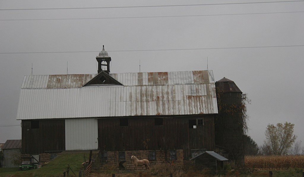 Rural, horse by barn