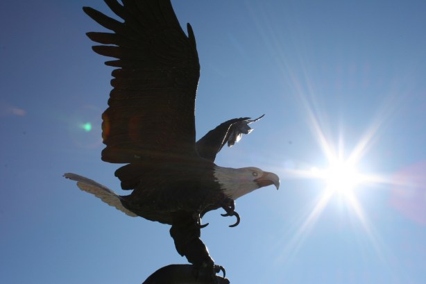 Eagle, looking into sun