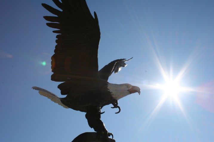 Eagle, looking into sun