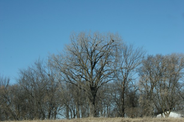 Eagles, from a distance