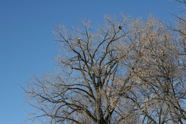 Eagles, in treetops