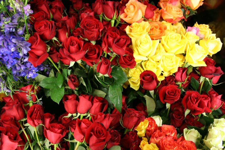 Roses pack coolers for Valentine's Day 2012 in this Minnesota Prairie Roots file photo from Waseca Floral.