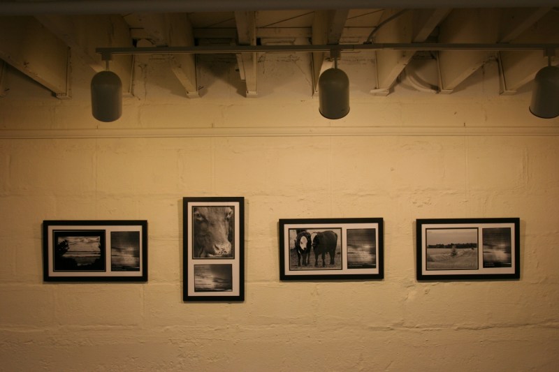 Several of Kay's images focus on cattle, enhancing the exhibit's rural theme.