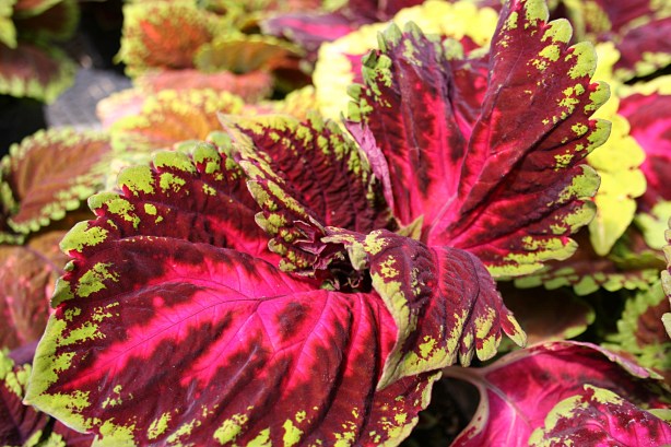 Flowers, coleus - Copy