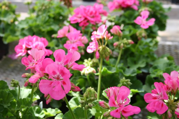 Flowers, geraniums - Copy