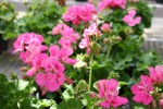 Flowers, geraniums –&nbsp;Copy