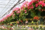 Flowers, hanging begonias – Copy
