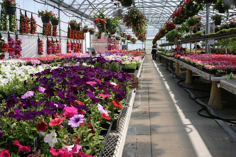 Tables packed with colorful flowers fill the Faribault Garden Center.