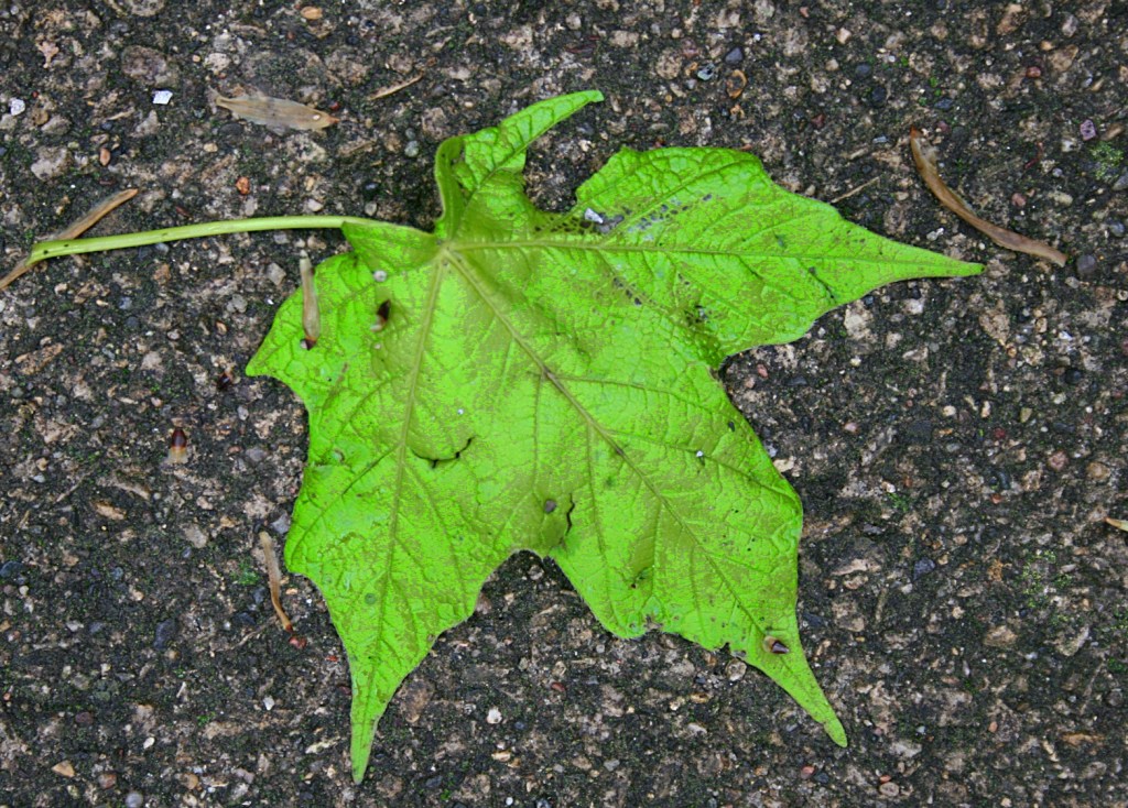 Green leaf