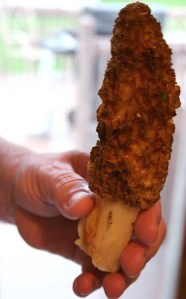 Morel close-up