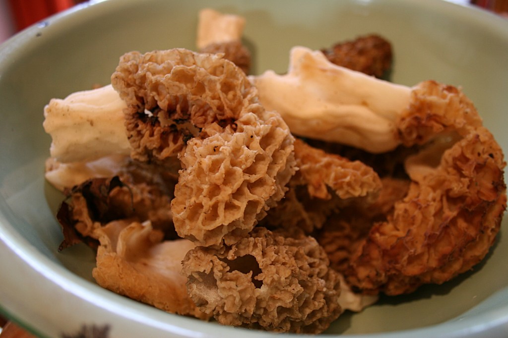 Morels in bowl