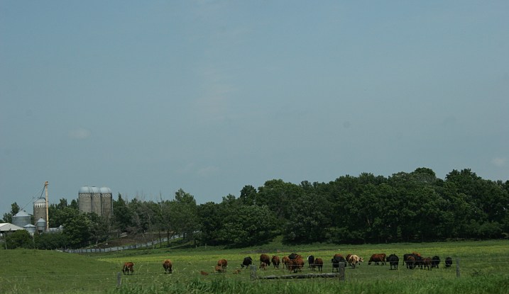 Fargo, cattle grazing