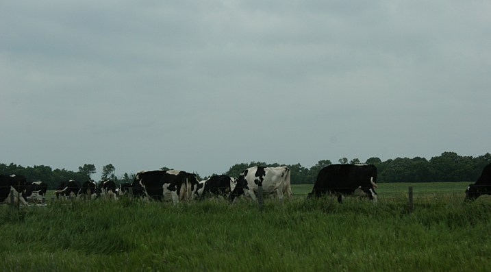 Fargo, cows