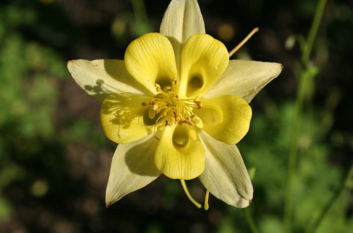 Garden, columbine