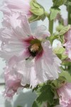 Stories, hollyhocks