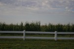 Fargo, fence &&nbsp;corn