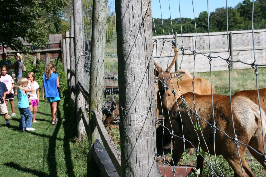Farm, feeding the elk