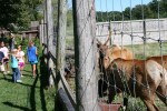 Farm, feeding the&nbsp;elk