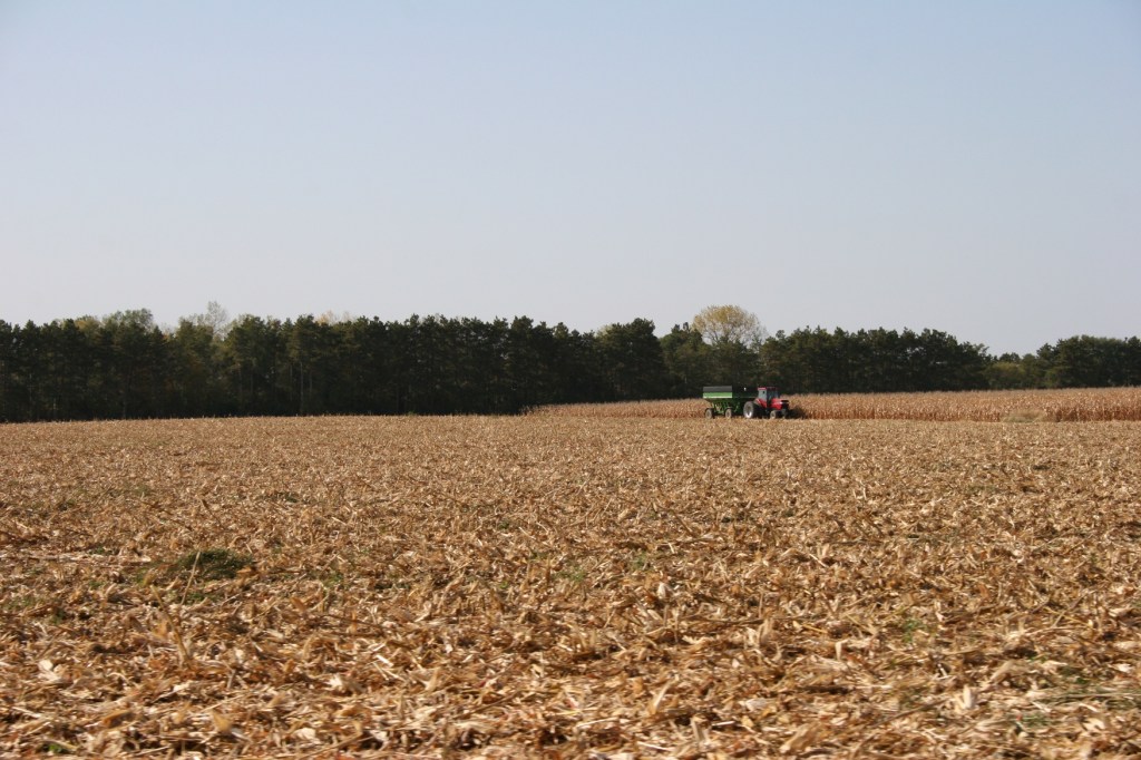 Harvest, cornfield by Hastings